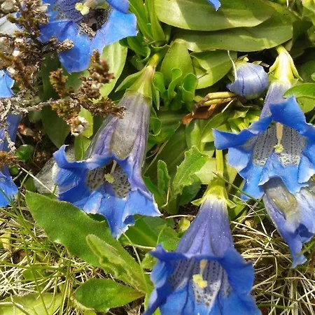 Erika Sporer * Hippach