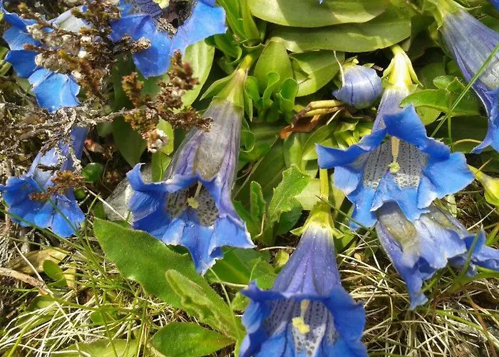 Erika Sporer * היפאך